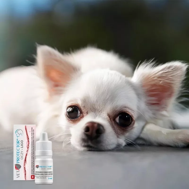 Augentropfen JM Sante Vet Protector Ligo 3 ml für Hunde und Katzen — Augenspülung bei Keratitis, Retinitis, Augentraumata