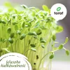 Toraf Flavor Symphony Samen-Set - 12 Packungen