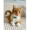 Katzenhalsband ZOLUX CHATOUILLE mit vogelförmigem Anhänger, grün