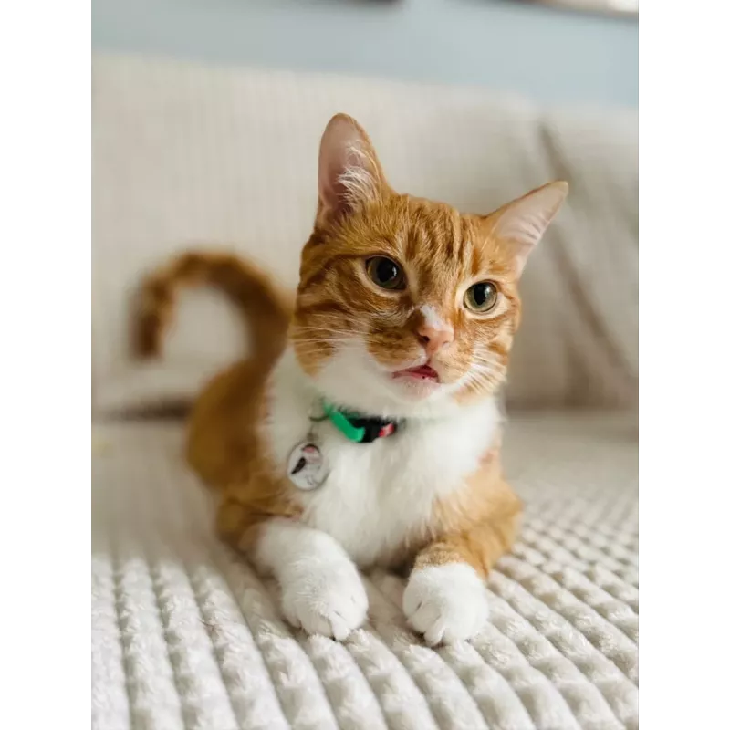 Katzenhalsband ZOLUX CHATOUILLE mit vogelförmigem Anhänger, grün