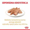 ROYAL CANIN Shih Tzu Adult Nassfutter für Hunde Pastete 12x85 g