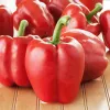 Saatgut-Pellets Seklos LT Ożarowska Paprika 50 Samen (ummantelt)