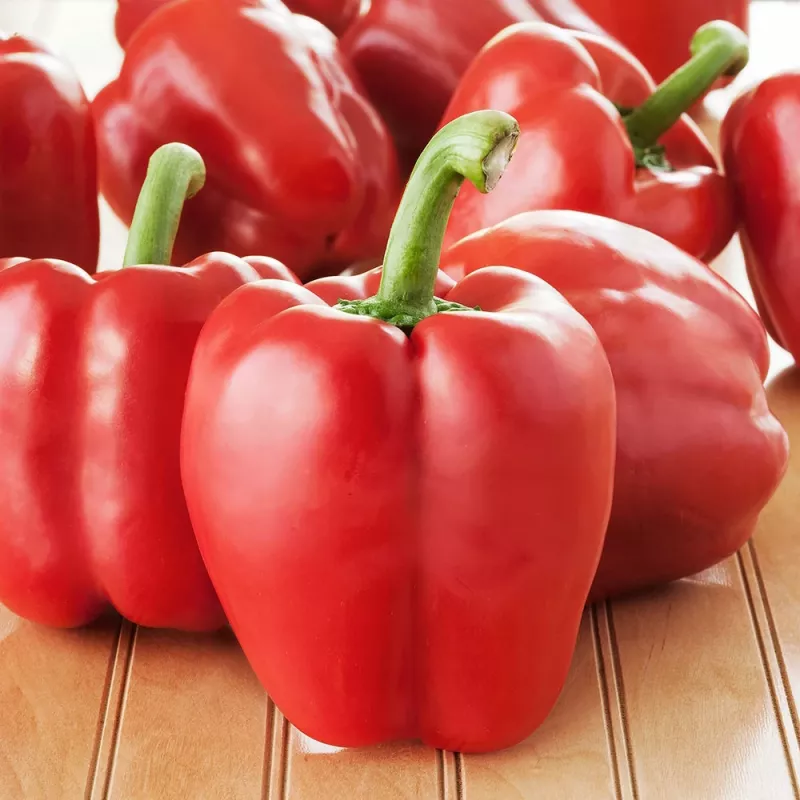 Saatgut-Pellets Seklos LT Ożarowska Paprika 50 Samen (ummantelt)