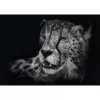 Ashley Rader: Speed - Gepard, Im Zeichen der Anmut, Puzzle 1000 Teile