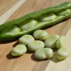 Samenpackung Apte PNOS — Ackerbohne (Favabohne) Jankiel Biały, 50 g