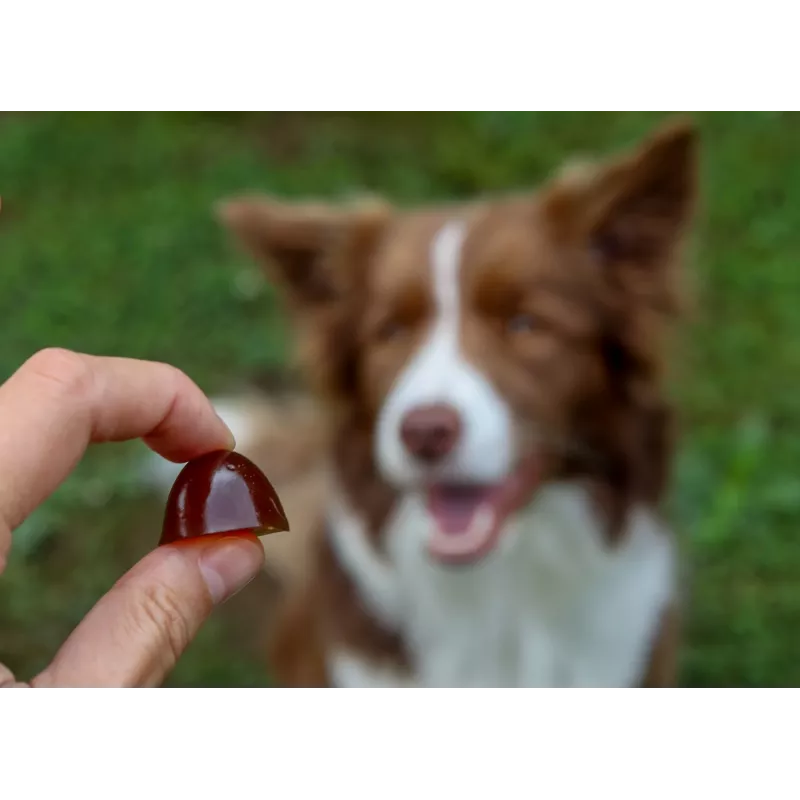 Nahrungsergänzungsmittel für kleine Hunde CONTIPRO GELOREN Small Dog Joints 180 g Gelatine-basierte Gelenkunterstützung im Beutel