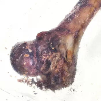 PETMEX Schinken-Knochen - Kausnack für Hunde - 1 Stk.