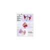 Laminierfolien Olympia 1x100 DIN A6 80 Mikron