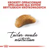 Trockenfutter für Katzen Royal Canin British Shorthair Kitten 2 kg – Huhn, 38% Protein, 20% Fett, Wachstumsformel