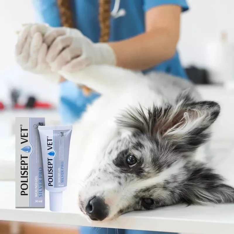 Wundgel JM Sante Polisept Vet Silver Pro 30 ml – topische Wundpflege für Hunde und Katzen, 30-ml-Tube