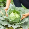 Samenpackung Apte — Weißkohl 'Roem Van Enkhuizen' (2 g) Gemüsesamen