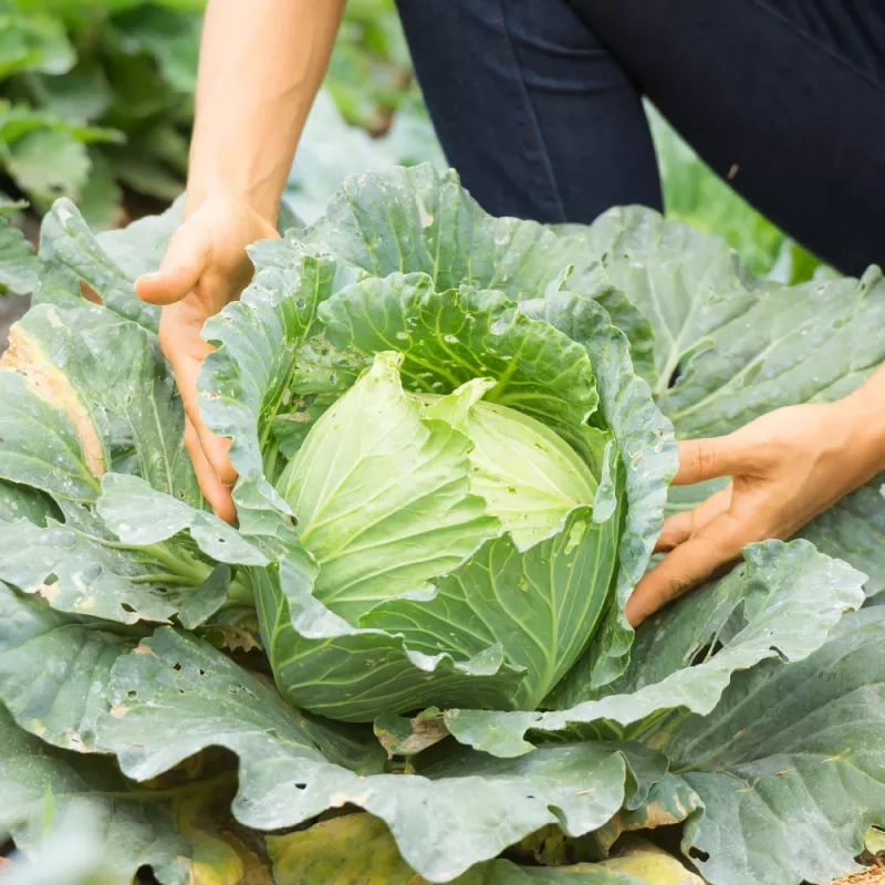 Samenpackung Apte — Weißkohl 'Roem Van Enkhuizen' (2 g) Gemüsesamen