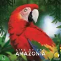 Life of the Amazonia, Brettspiel