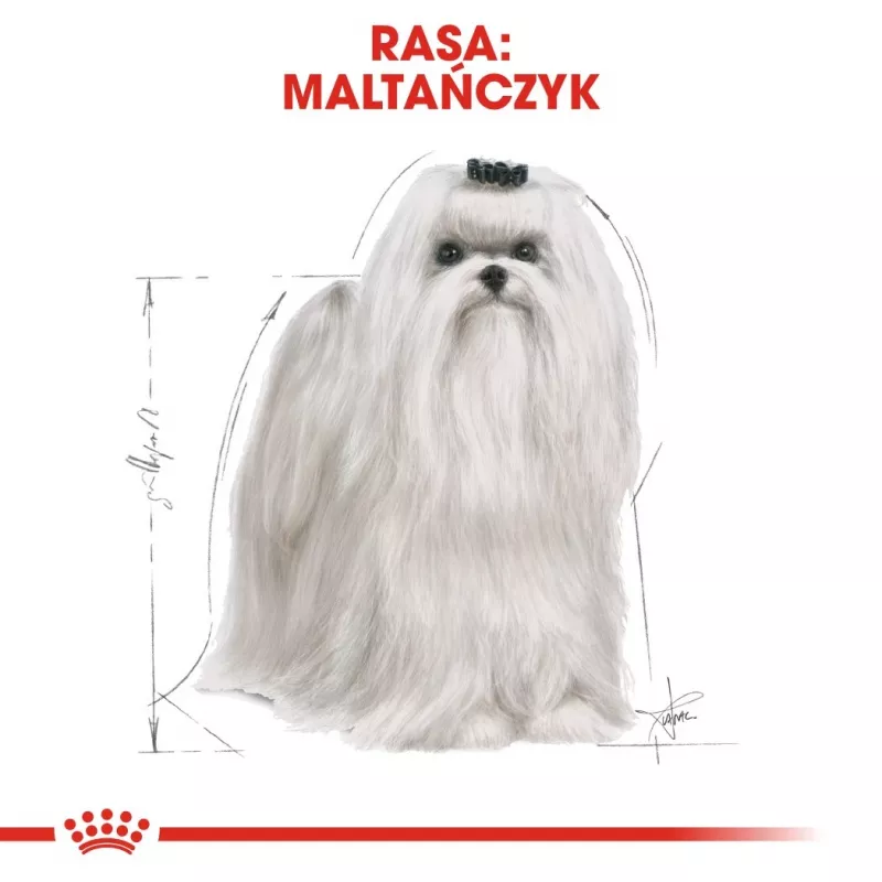 Trockenfutter für Hunde Royal Canin Maltese Adult 1,5 kg – Huhn, 24 % Protein, 18 % Fett
