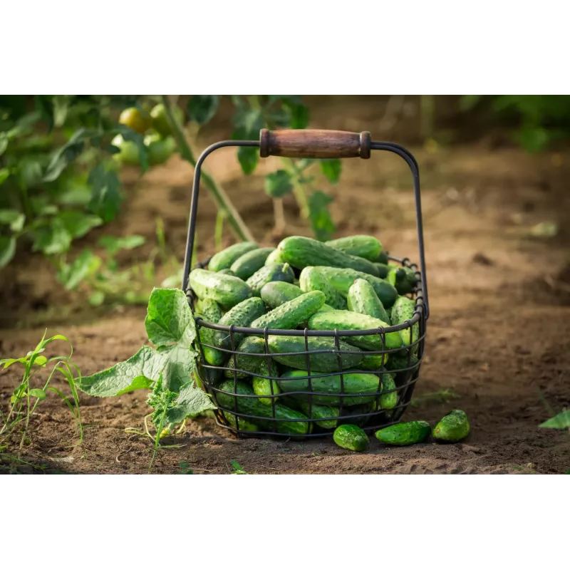 Wisconsin Gurke SMR 58 Toraf Gemüsesamen, 5g Packung