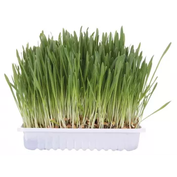 Katzengras-Leckerli Trixie TRIXIE 100 g — pflanzliches Katzengras für ausgewachsene Katzen, Kartonverpackung