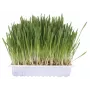 Katzengras-Leckerli Trixie TRIXIE 100 g — pflanzliches Katzengras für ausgewachsene Katzen, Kartonverpackung