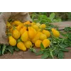 Cherrytomate Perun Toraf Gemüsesamen, 0,5g Packung