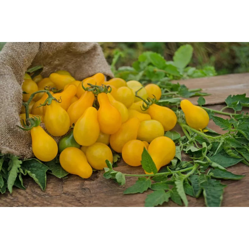 Cherrytomate Perun Toraf Gemüsesamen, 0,5g Packung