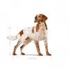 Trockenfutter für Hunde Royal Canin SHN Medium Adult 15 kg — Alleinfuttermittel für ausgewachsene mittelgroße Hunde, Geflügel, 25 % Protein, 14 % Fett