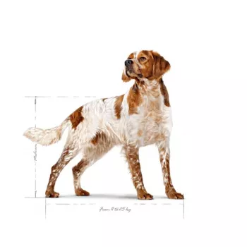 Trockenfutter für Hunde Royal Canin SHN Medium Adult 15 kg — Alleinfuttermittel für ausgewachsene mittelgroße Hunde, Geflügel, 25 % Protein, 14 % Fett