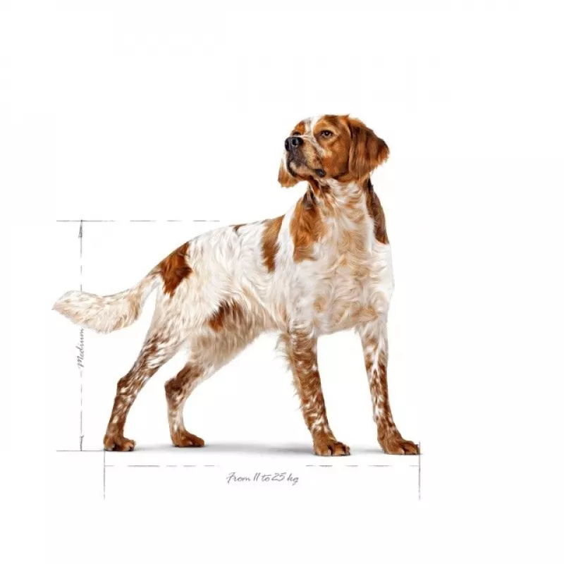 Trockenfutter für Hunde Royal Canin SHN Medium Adult 15 kg — Alleinfuttermittel für ausgewachsene mittelgroße Hunde, Geflügel, 25 % Protein, 14 % Fett