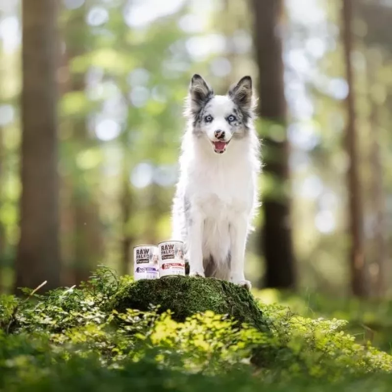 RAW PALEO Adult Monoprotein Ente - Nassfutter für Hunde - 800 g