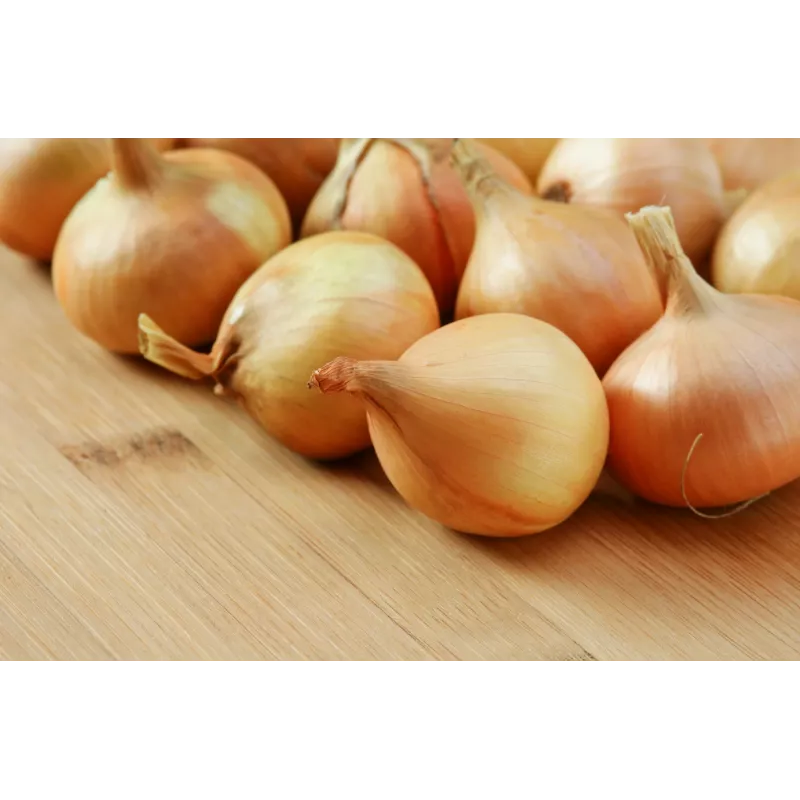 Wolska Onion Toraf Gemüsesamen, 5g Packung
