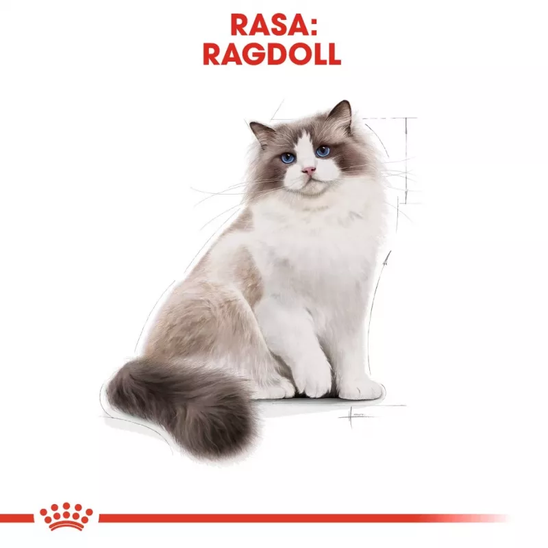 Trockenfutter für Katzen Royal Canin Ragdoll Adult 2 kg — Huhn, 32 % Protein, 18 % Fett