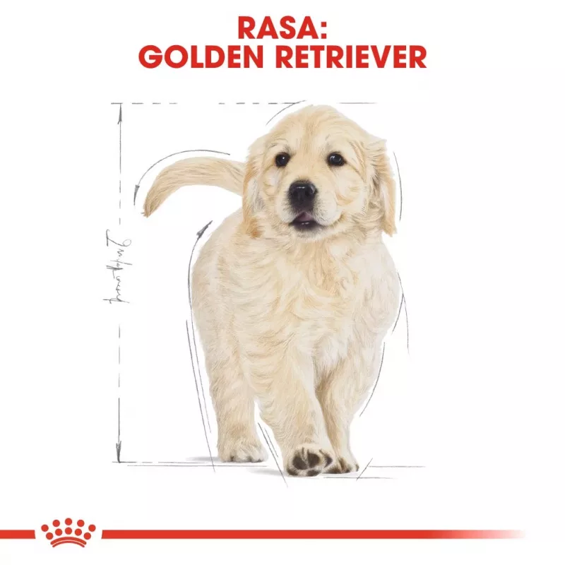Royal Canin Golden Retriever Puppy Trockenfutter für Hunde, 12 kg