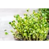 Schwarze Sonnenblumenkerne PNOS zum Keimen, 20 g Packung