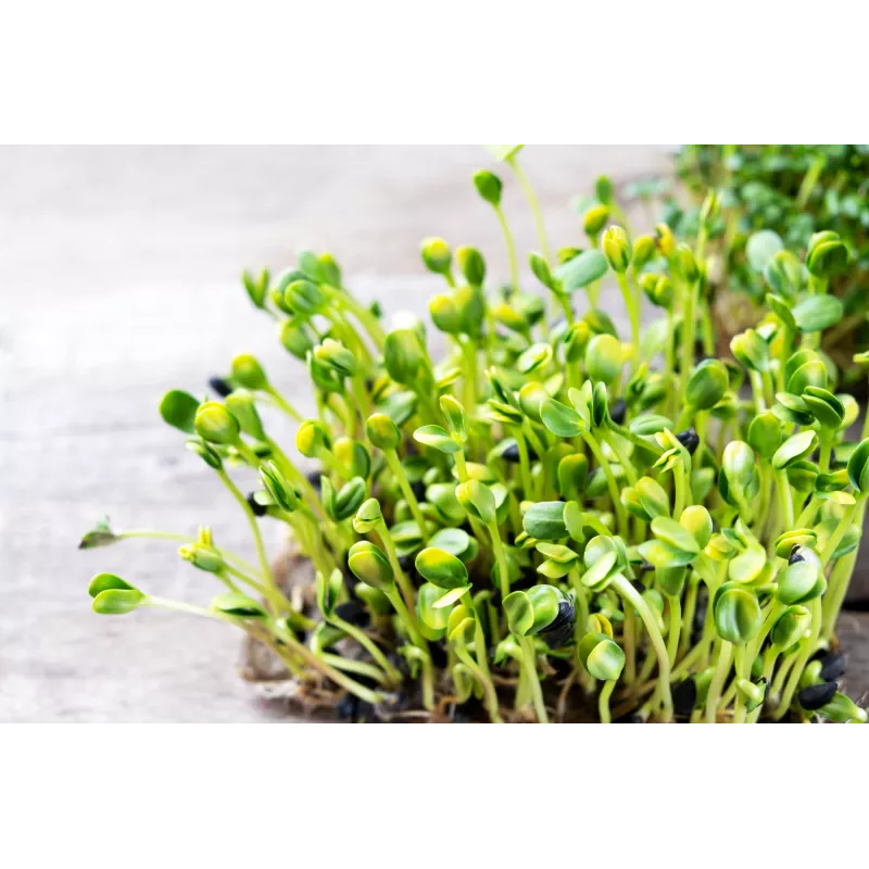Schwarze Sonnenblumenkerne PNOS zum Keimen, 20 g Packung