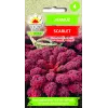 Scarlet Toraf Grünkohlsamen, 1g Packung