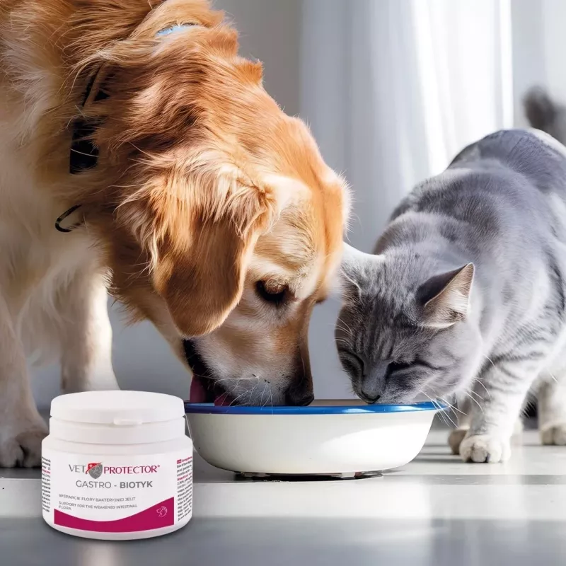 Nahrungsergänzungsmittel JM Sante Multibiotic Vet Protector Gastro für Hunde und Katzen, 60 g – probiotische Unterstützung für ausgewachsene Haustiere
