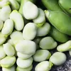 Samenpackung Apte PNOS — Ackerbohne (Favabohne) Jankiel Biały, 50 g