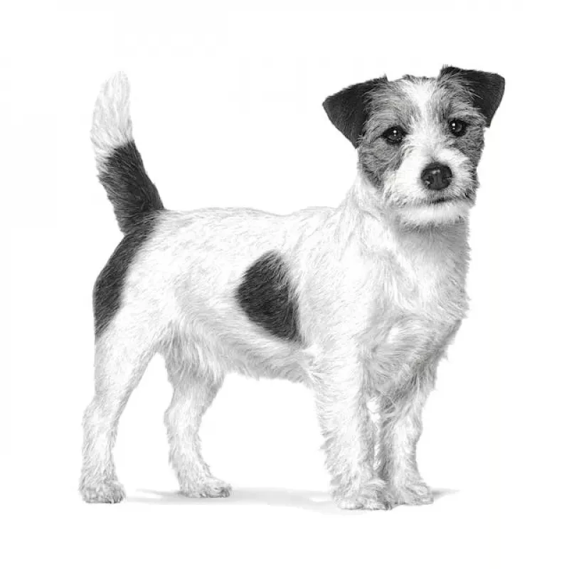 Trockenhundefutter Royal Canin Gastrointestinal Low Fat Small — 1,5 kg, fettarme Formel für kleine ausgewachsene Hunde