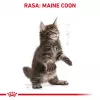 Trockenfutter für Katzen Royal Canin Maine Coon Kitten 2 kg — Geflügel, Protein 36%, Fett 23%