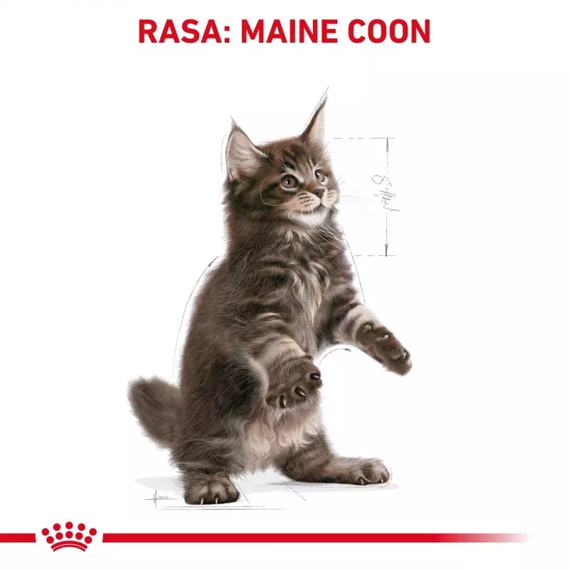 Trockenfutter für Katzen Royal Canin Maine Coon Kitten 2 kg — Geflügel, Protein 36%, Fett 23%