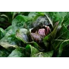 Lettuce Chicory Palla Rossa 3 Toraf Gemüsesamen, 5g-Packung