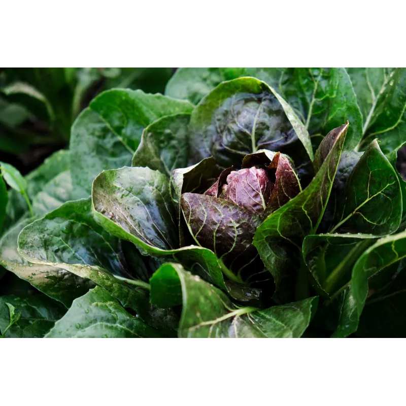 Lettuce Chicory Palla Rossa 3 Toraf Gemüsesamen, 5g-Packung