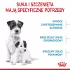 Trockenfutter für Hunde Royal Canin Starter Mutter & Babydog 1 kg — Huhn, 30% Protein, 22% Fett