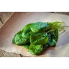 Neuseeländer Spinat Toraf Gemüsesamen, 5g-Packung