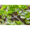 Gardena 13214-20 Gartengerät Schwarz
