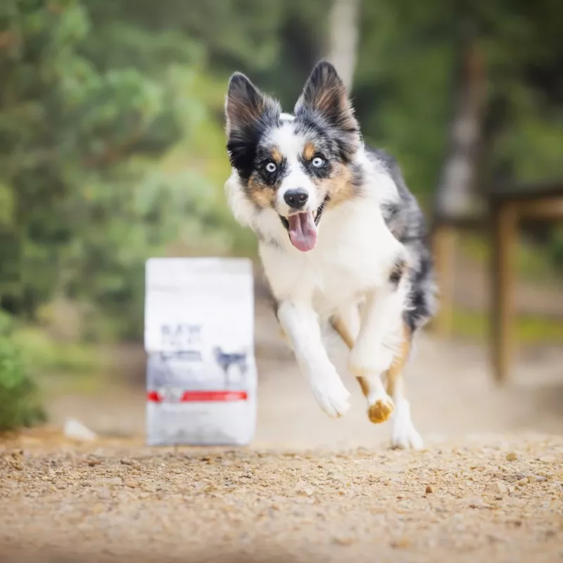 RAW PALEO Ultra Medium&Large Adult Rind - Trockenfutter für Hunde - 10 kg
