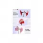 Laminierfolie Olympia 1x50 DIN A3 80 Mikron