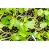 Schwarze Sonnenblumenkerne PNOS zum Keimen, 20 g Packung