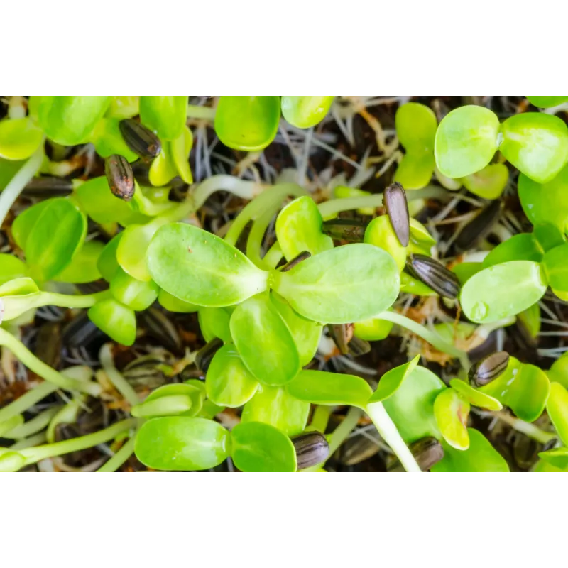 Schwarze Sonnenblumenkerne PNOS zum Keimen, 20 g Packung