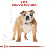 Royal Canin Bulldog Adult Trockenfutter für Hunde, 12 kg