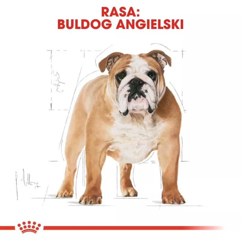 Royal Canin Bulldog Adult Trockenfutter für Hunde, 12 kg
