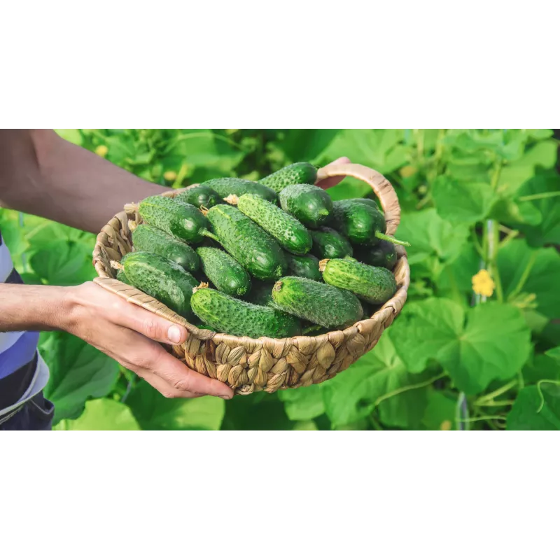 Wisconsin Gurke SMR 58 Toraf Gemüsesamen, 5g Packung